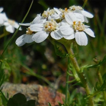 Achillea moscata - sommita' fiorite T.T.- Achillea moschata