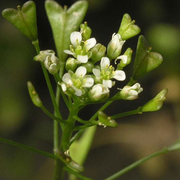 Borsa pastore - Capsella Bursa-pastoris - Moench