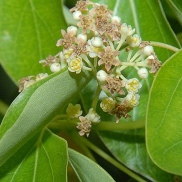 Canfora naturale – Erboristeria Sauro