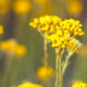 Elicriso italico fiori T.T. (Helichrysum italicum G. Don.) Asteracee