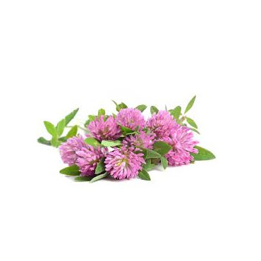 Trifoglio rosso fiori T.T. (Trifolium Pratensis)