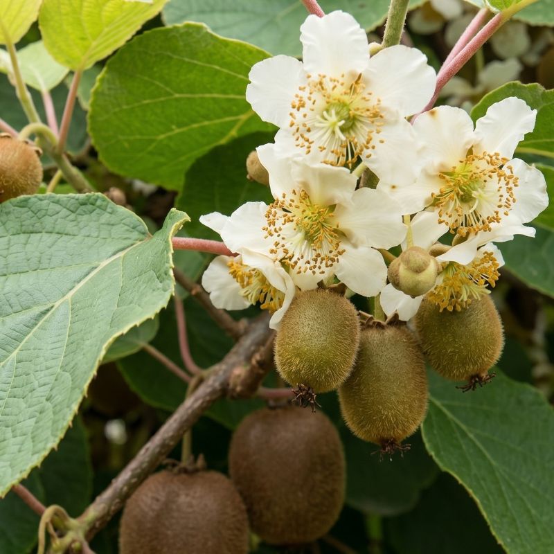 actinidia chinensis gemmderivato