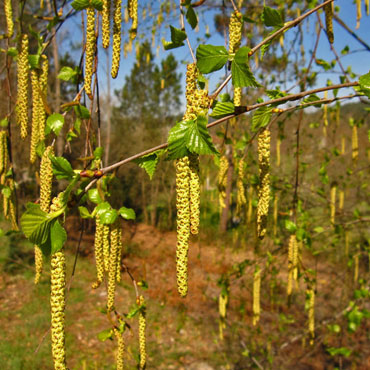 Betulla foglie T.T. ( Betula pendula - Betula Alba)