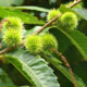 Castagno foglie T.T.- (Castanea Sativa) Fagacee
