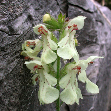 Stachys recta siderite catiorà Erba della Paura