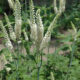 Cimifuga rizoma T.T. (Cimifuga racemosa L.)