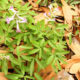 Corydalis Yanhusuo polvere