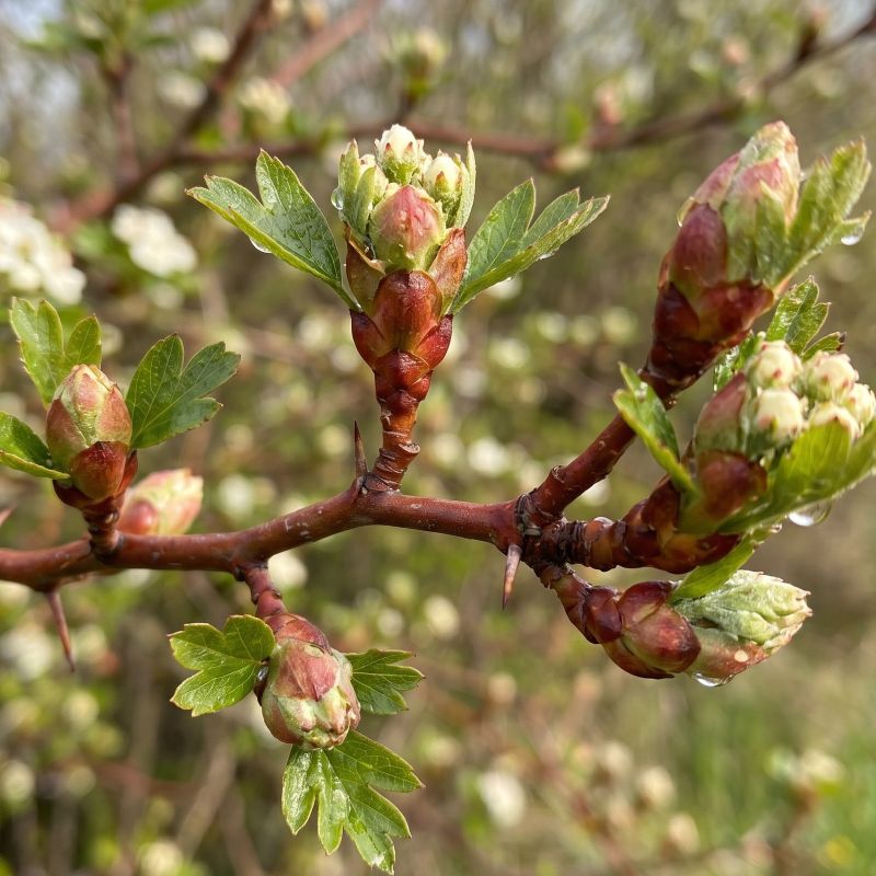 Crataegus oxyacantha <br>Gemmoderivato