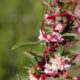 Cuscuta erba T.T. (Cuscuta Epithimum L) Convolvulacee