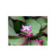 EPIMEDIO Epimedium sagittatum Horny Goat Weed