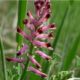 Fumaria - (Fumaria Officinalis L. - Papaveracee)