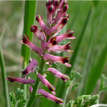 Fumaria - (Fumaria Officinalis L. - Papaveracee)