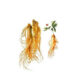 Ginseng radice T.T. (Panax Ginseng)