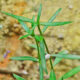 Hedyotis Diffusa - Bai Hua She She Cao