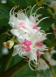 White Chestnut