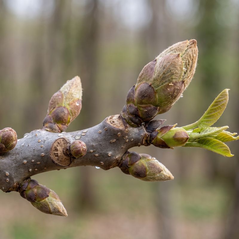 Juglans regia <br>Gemmoderivato