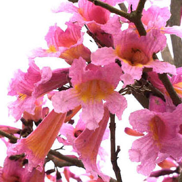 Tabebuia - Lapacho - Pau d'Arco (Tabebuia avellanedae)