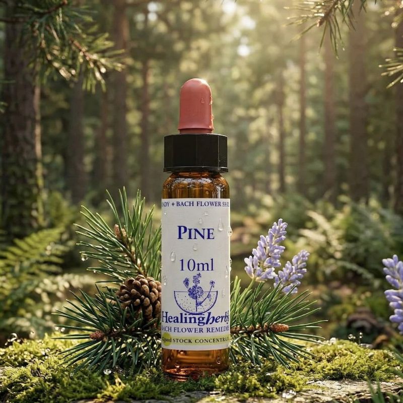 pine healing herbs