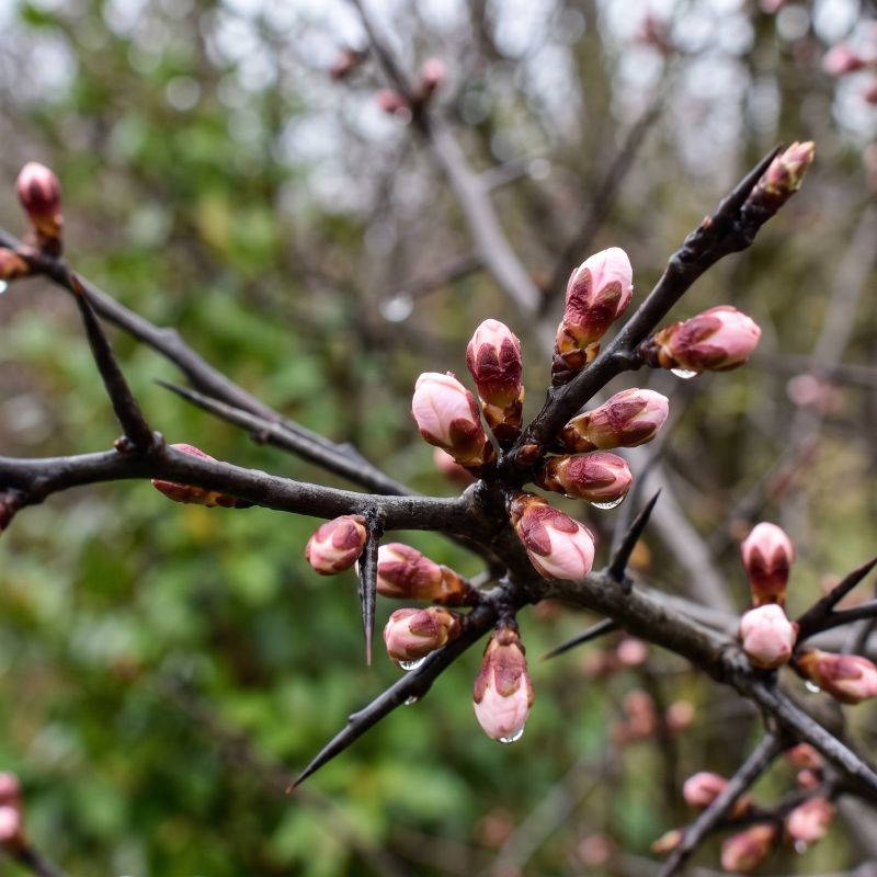 prunus spinosa gemmdoerivato