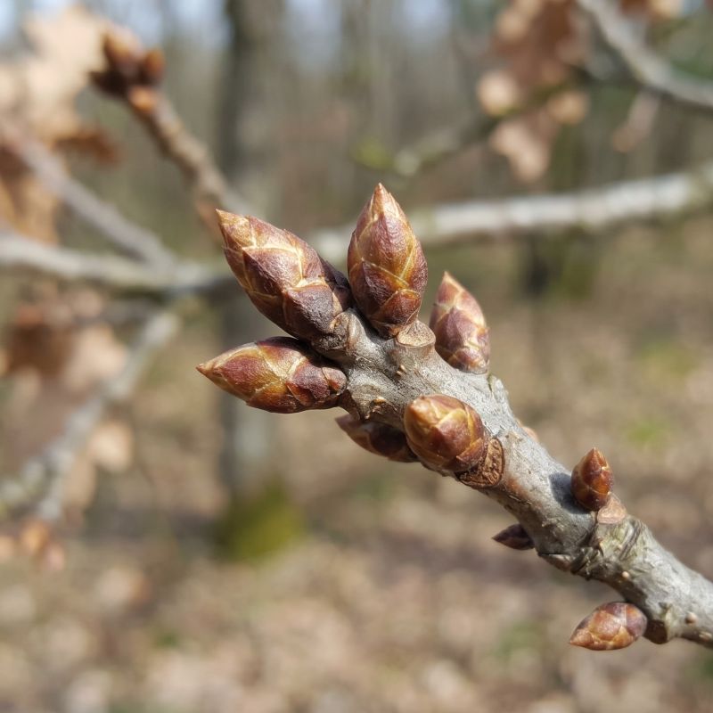 Quercus peduncolata <br>Gemmoderivato