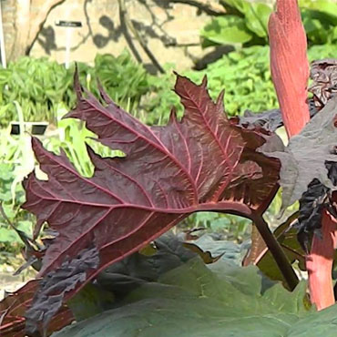 Rabarbaro cina rotondo rizoma T.T.- (Rheum Palmatum )