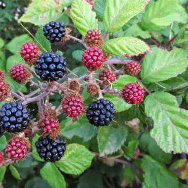 Rovo - Rubus Fruticosus L.