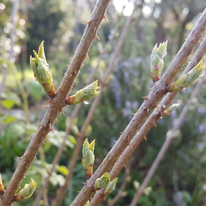 Rubus idaeus (Lampone)<br>Gemmoderivato