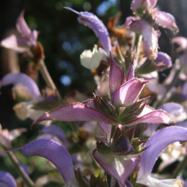 Salvia Sclarea - Labiatae