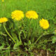 Tarassaco radice - (Taraxacum Officinale L.) - Composite