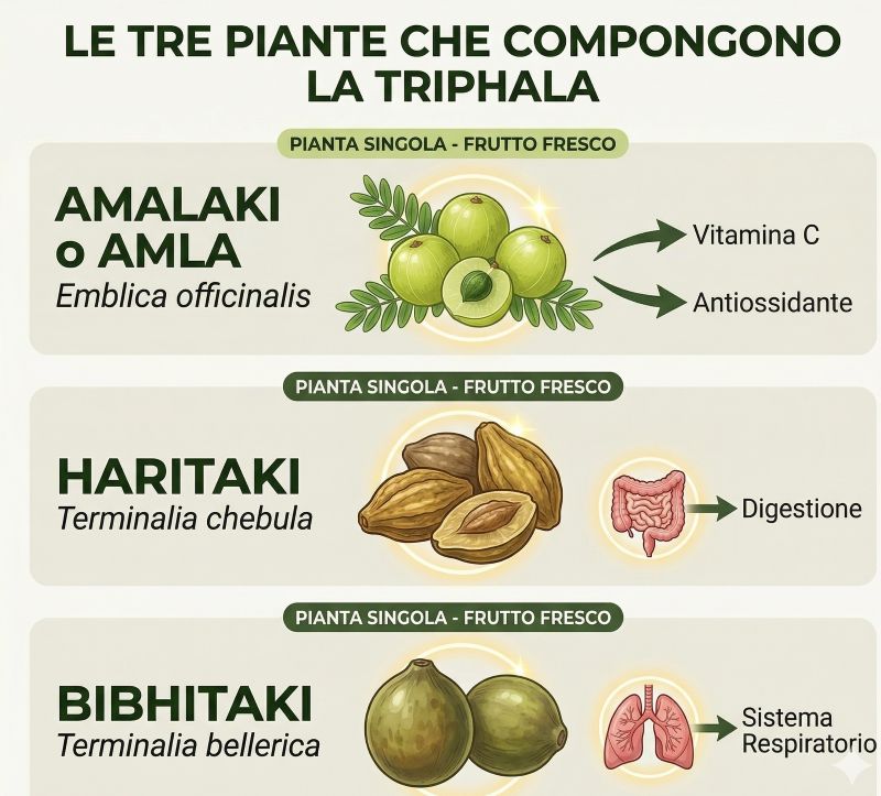 triphala2