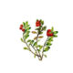 Uva Ursina foglie T.T. (Arctostaphylos uva-ursi ) Ericacee