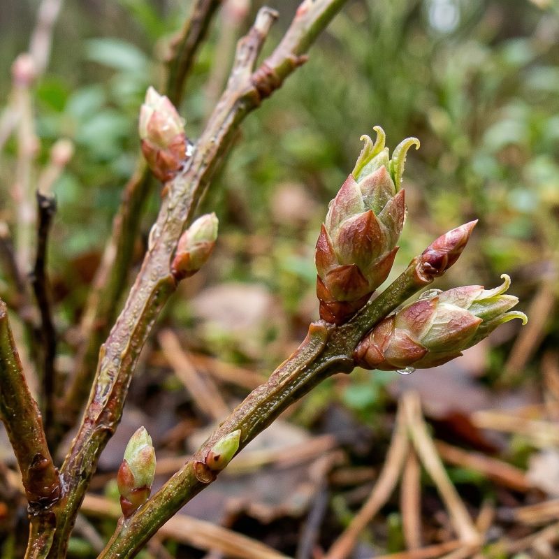 vaccinum myrtillus gemmoderivato